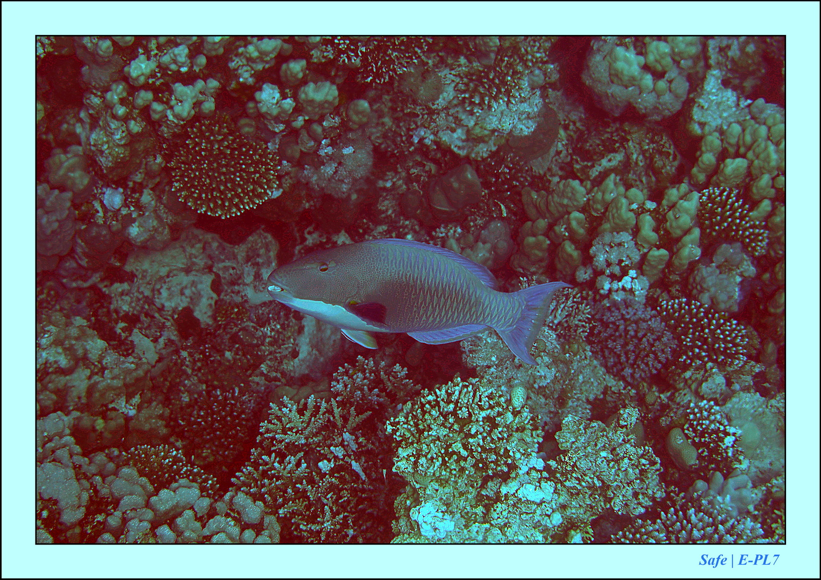 Hurghada - Aout 2021 - 032